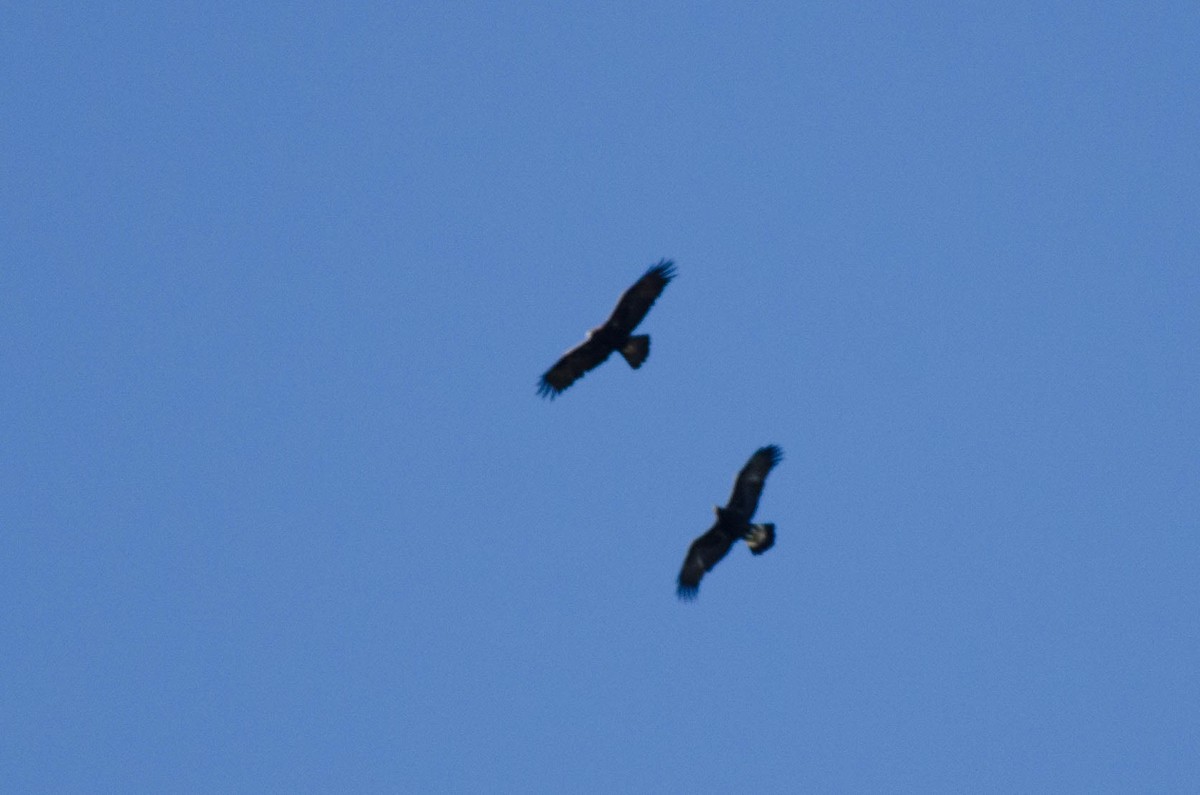 Aquila reale - ML633629404