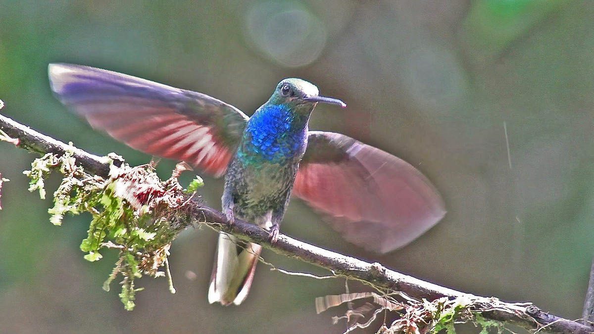 Green-backed Hillstar - ML633629476