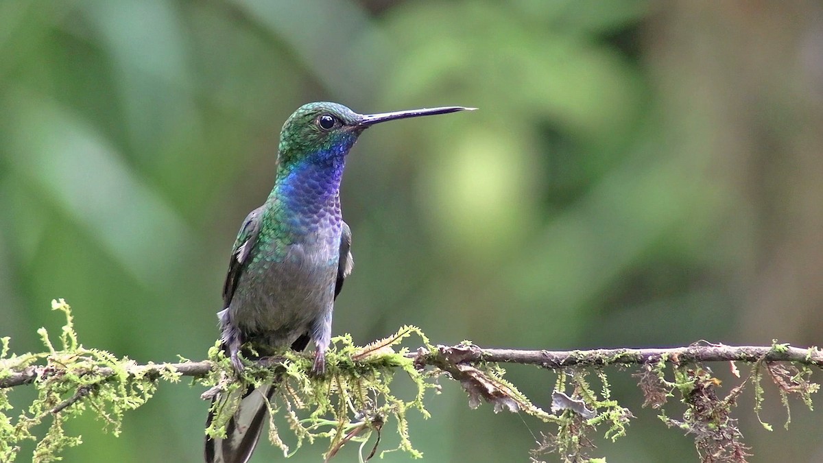 Green-backed Hillstar - ML633629508