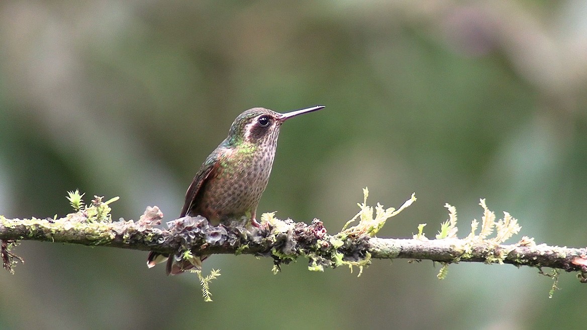 Speckled Hummingbird - ML633629557