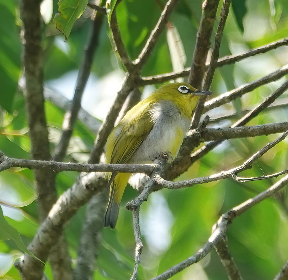 Hume's White-eye - ML633629583