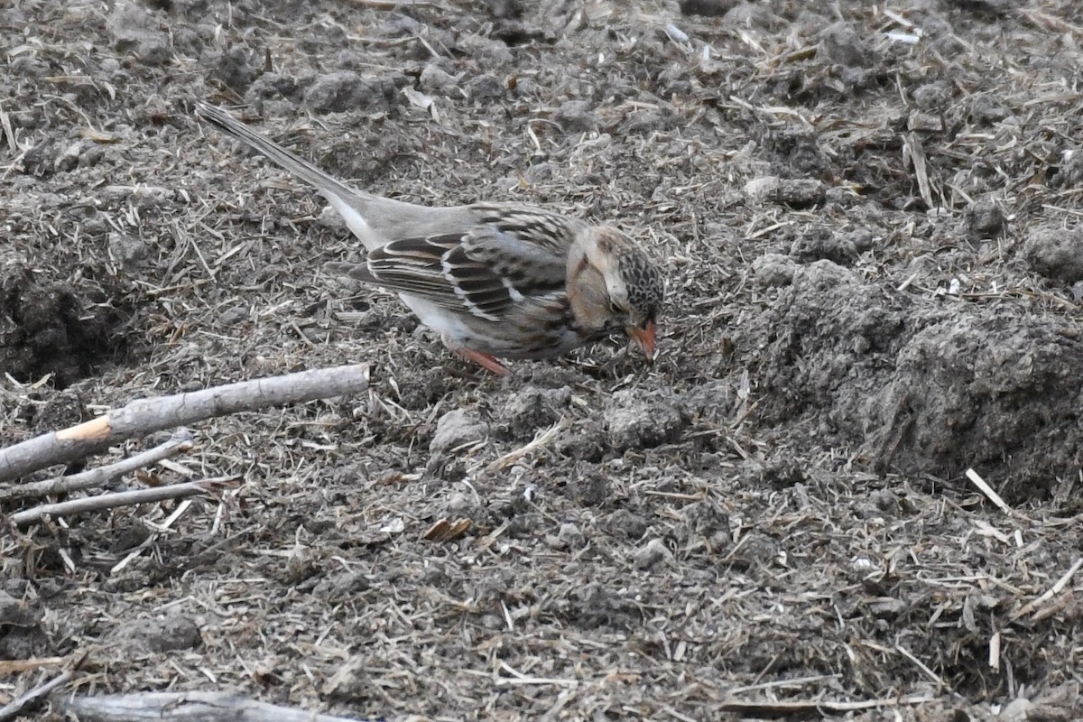 Harris's Sparrow - David Jeffrey Ringer