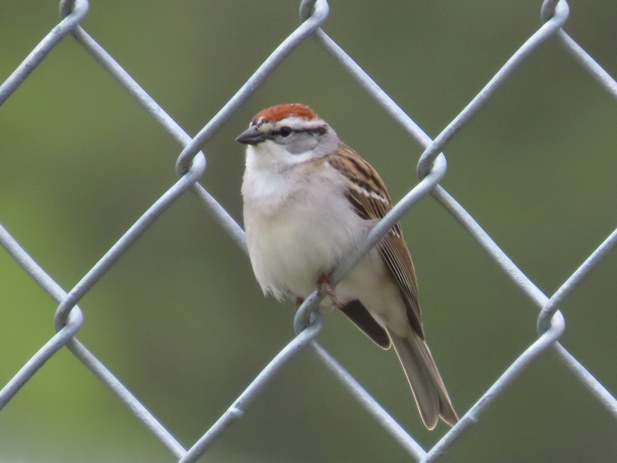 Chipping Sparrow - ML633629672
