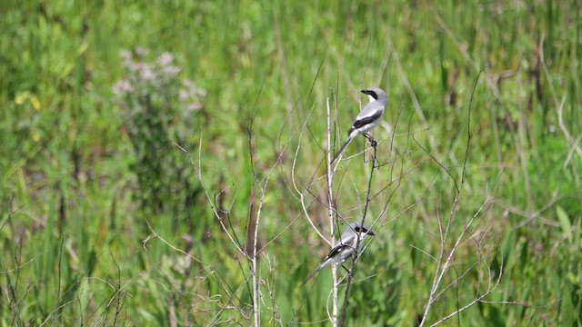 Loggerhead Shrike - ML633629917