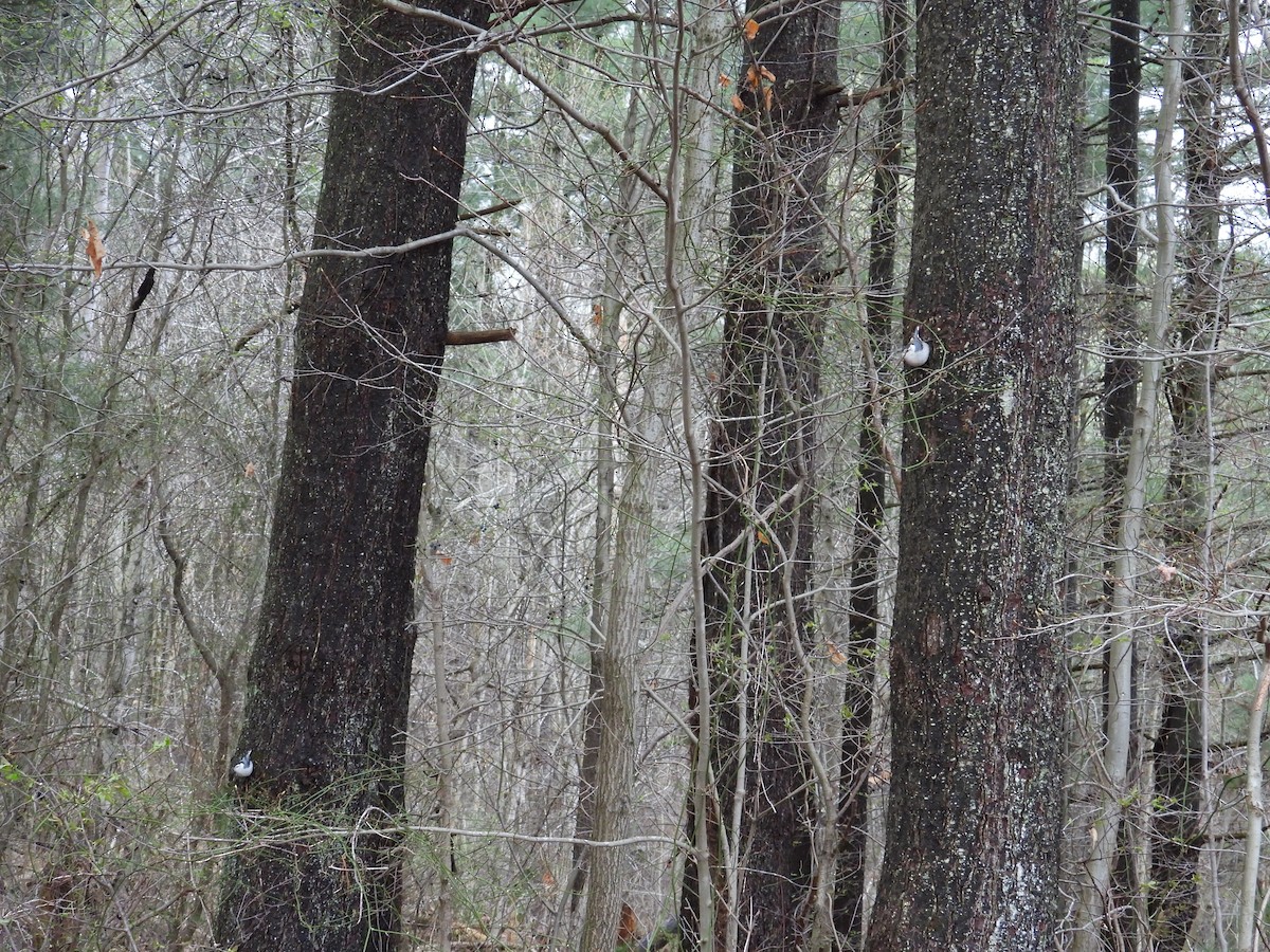 White-breasted Nuthatch - Jason Kline