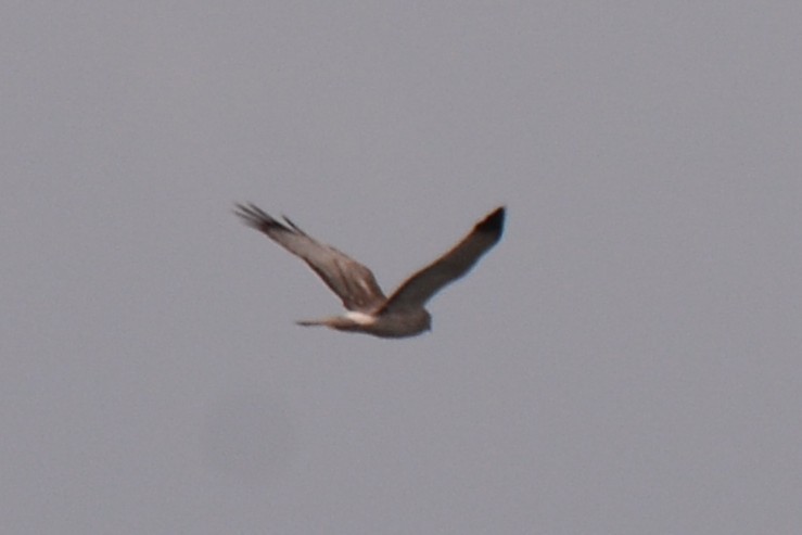 Northern Harrier - ML633630135