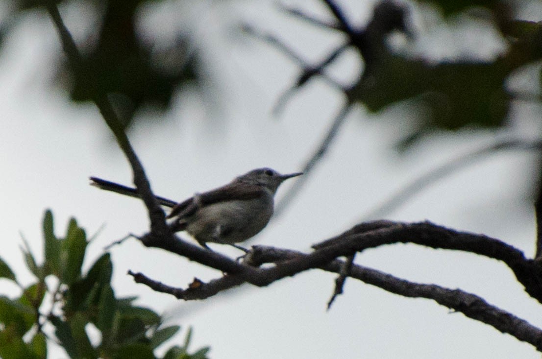 Black-capped Gnatcatcher - ML633630153