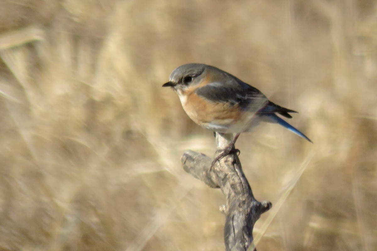 Eastern Bluebird - ML633630188