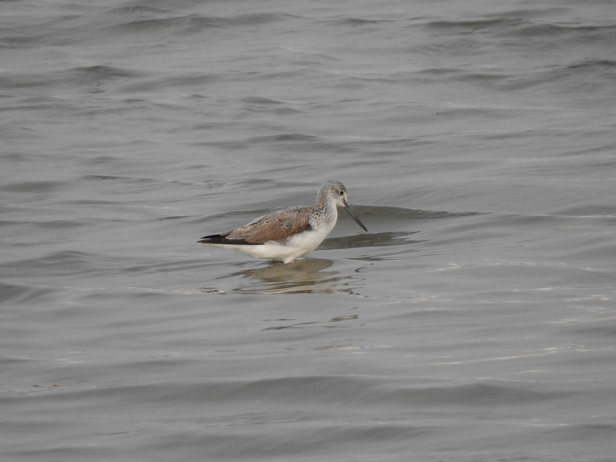 Common Greenshank - ML633630304
