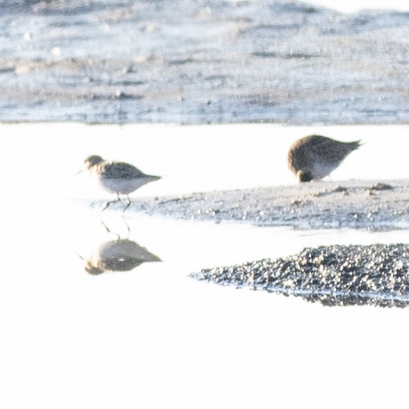 Calidris sp. (peep sp.) - ML633630311