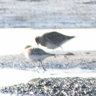 Calidris sp. (peep sp.) - ML633630312