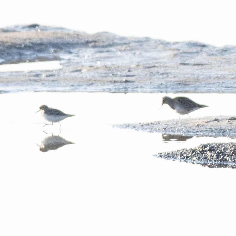 Calidris sp. (peep sp.) - ML633630313