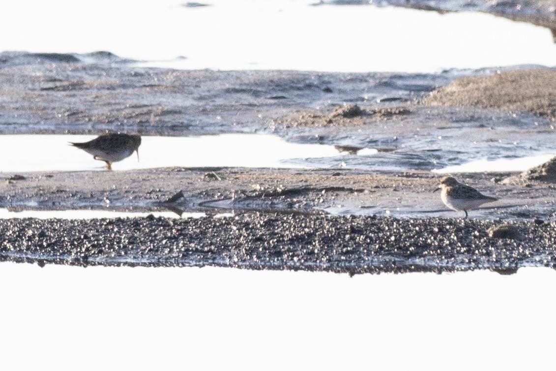 Calidris sp. (peep sp.) - ML633630314