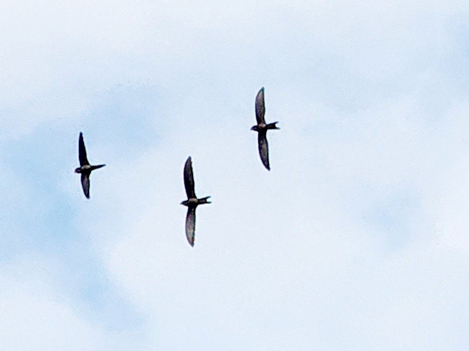 Asian Palm Swift - ML633630411