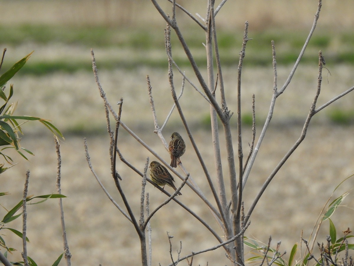 Masked Bunting - ML633630452
