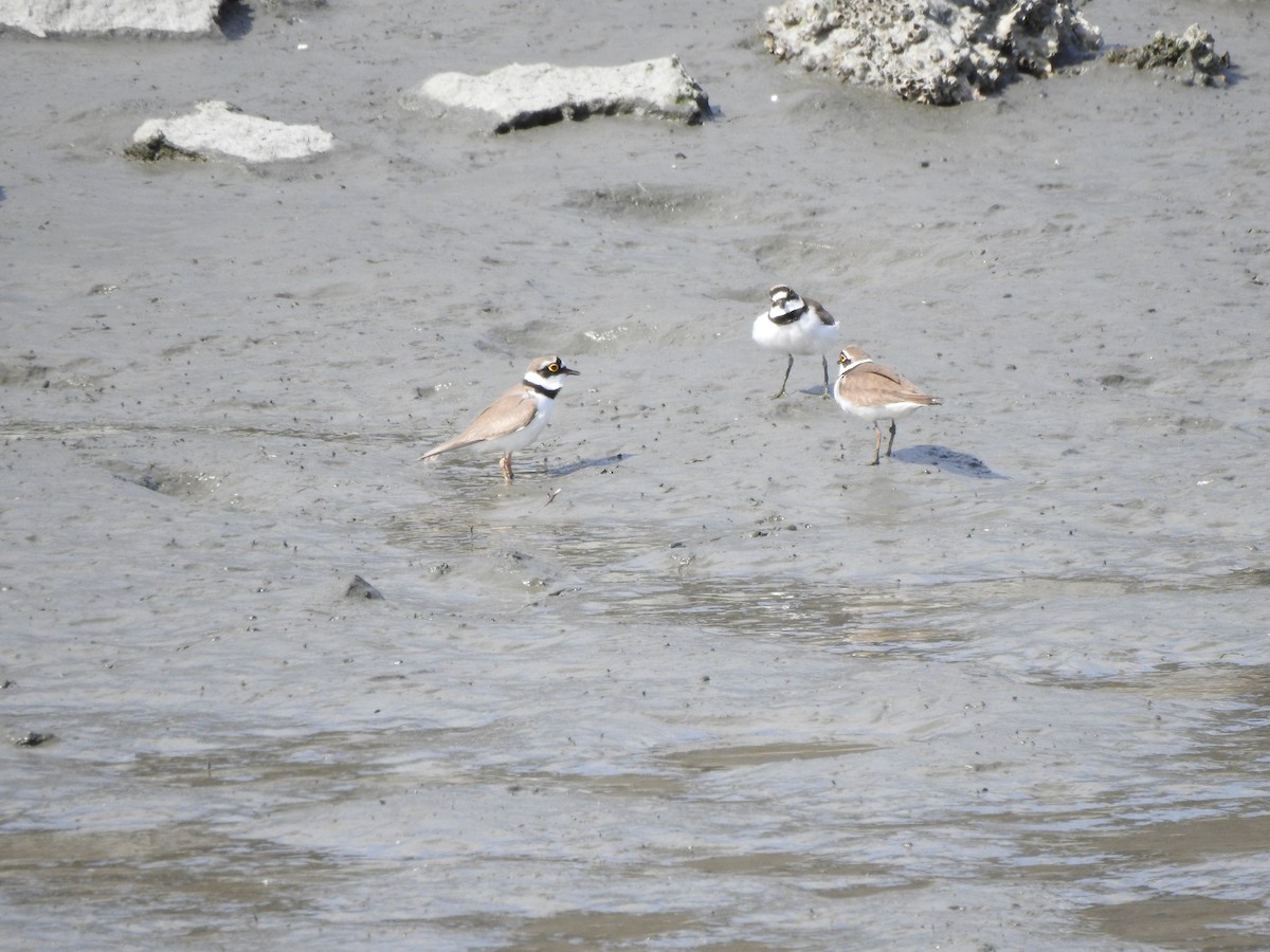 Little Ringed Plover - ML633630713