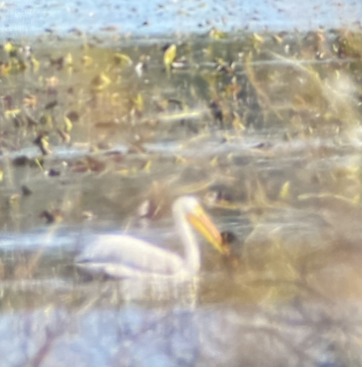 American White Pelican - ML633630810