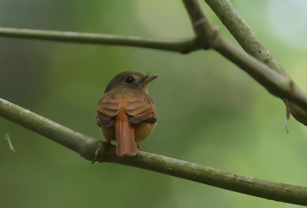 Ruddy-tailed Flycatcher - Matthew Grube