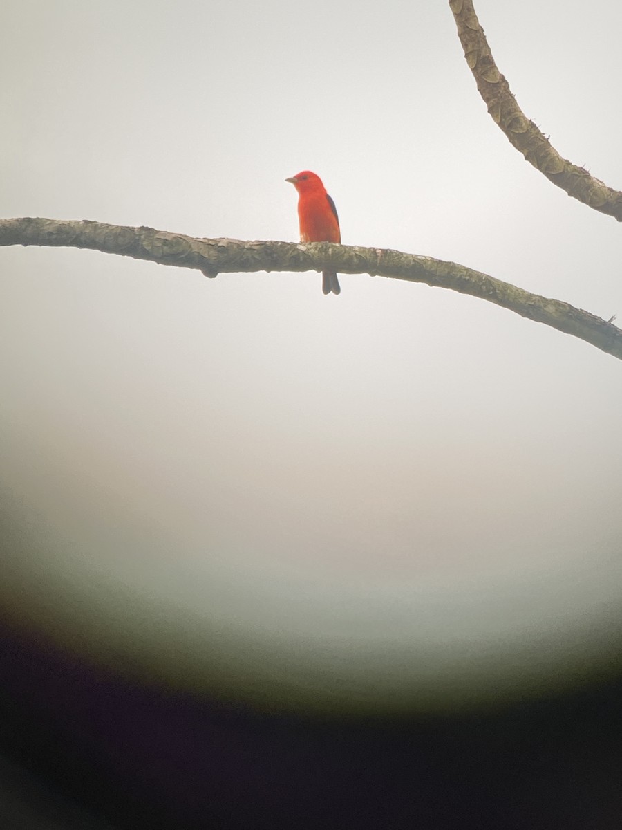 Scarlet Tanager - ML633631328
