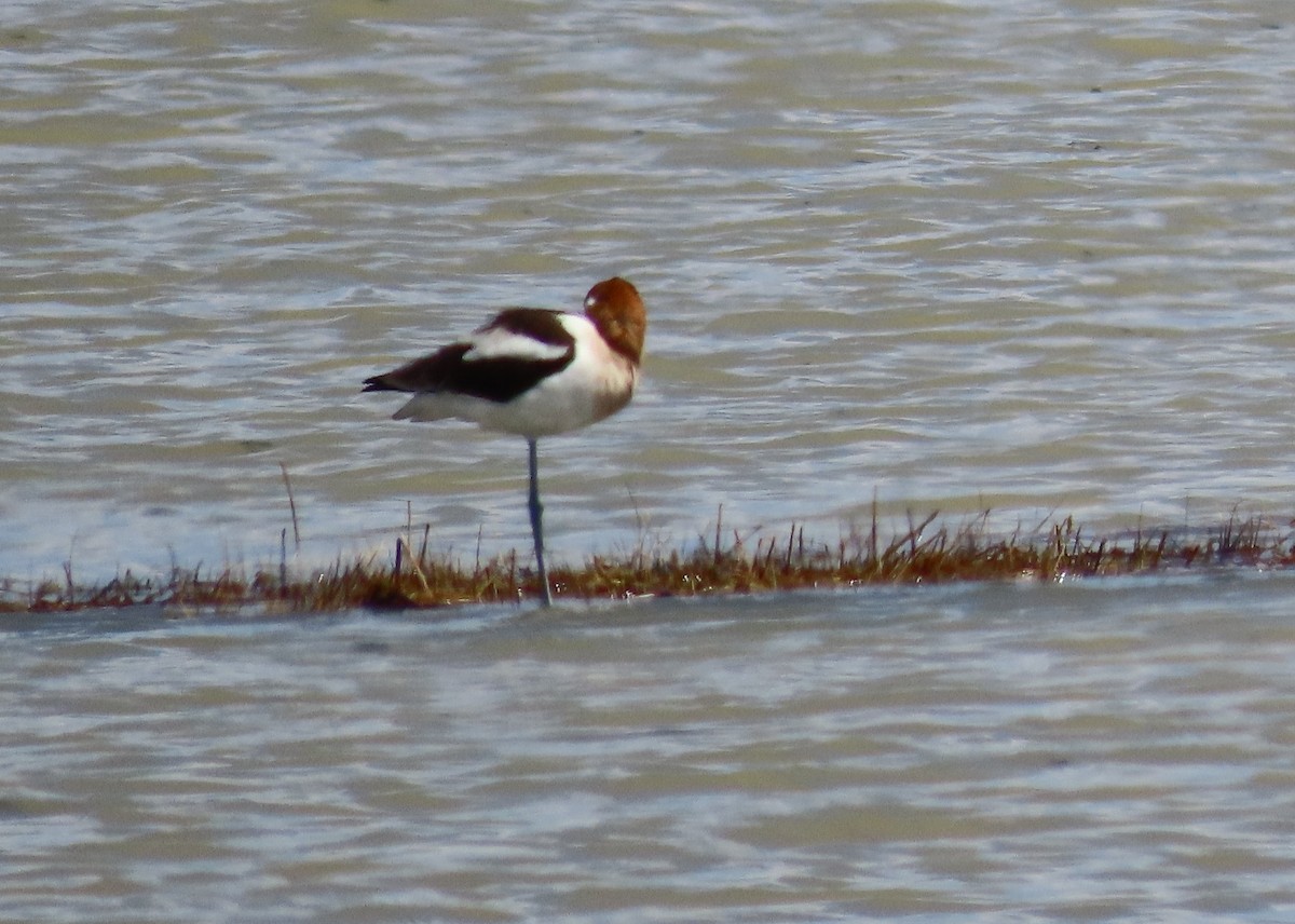 American Avocet - ML633631429