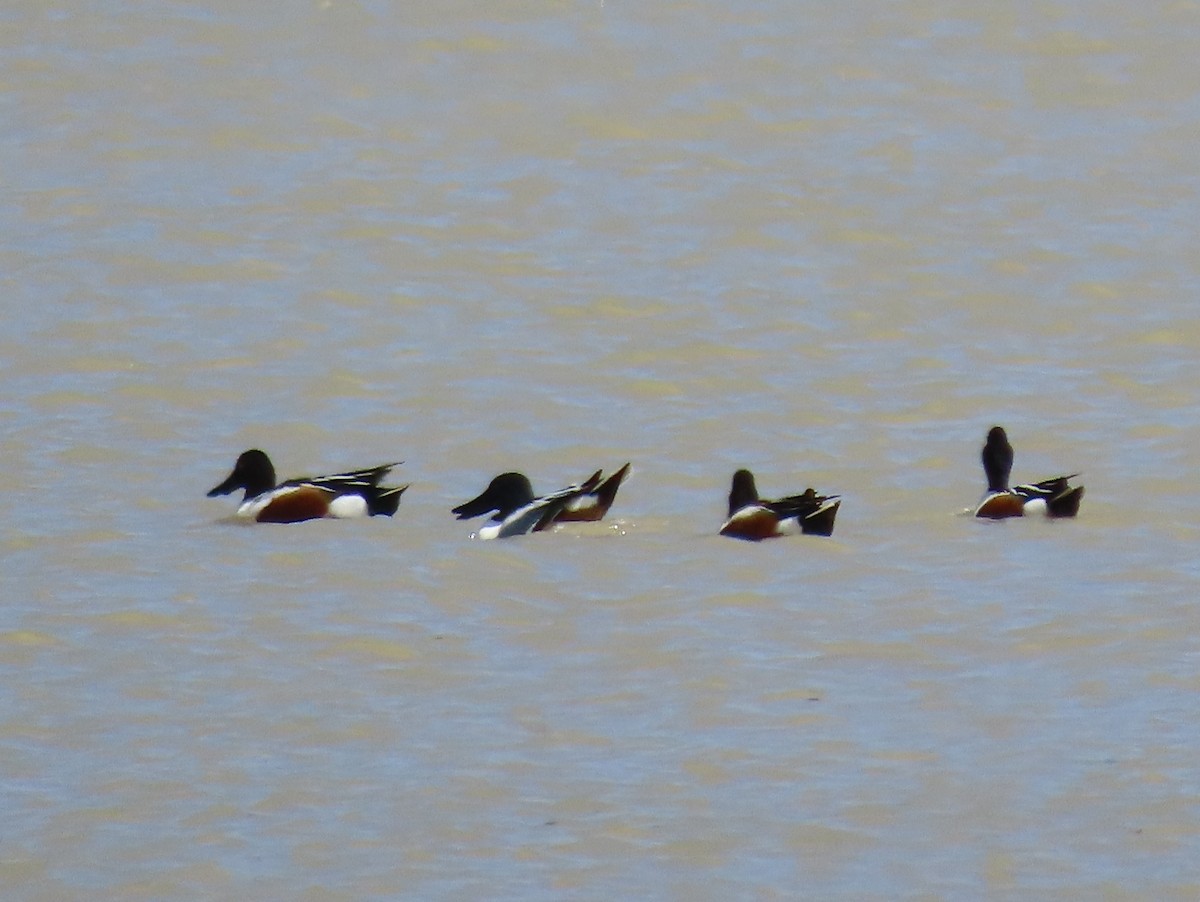 琵嘴鴨 - ML633631513