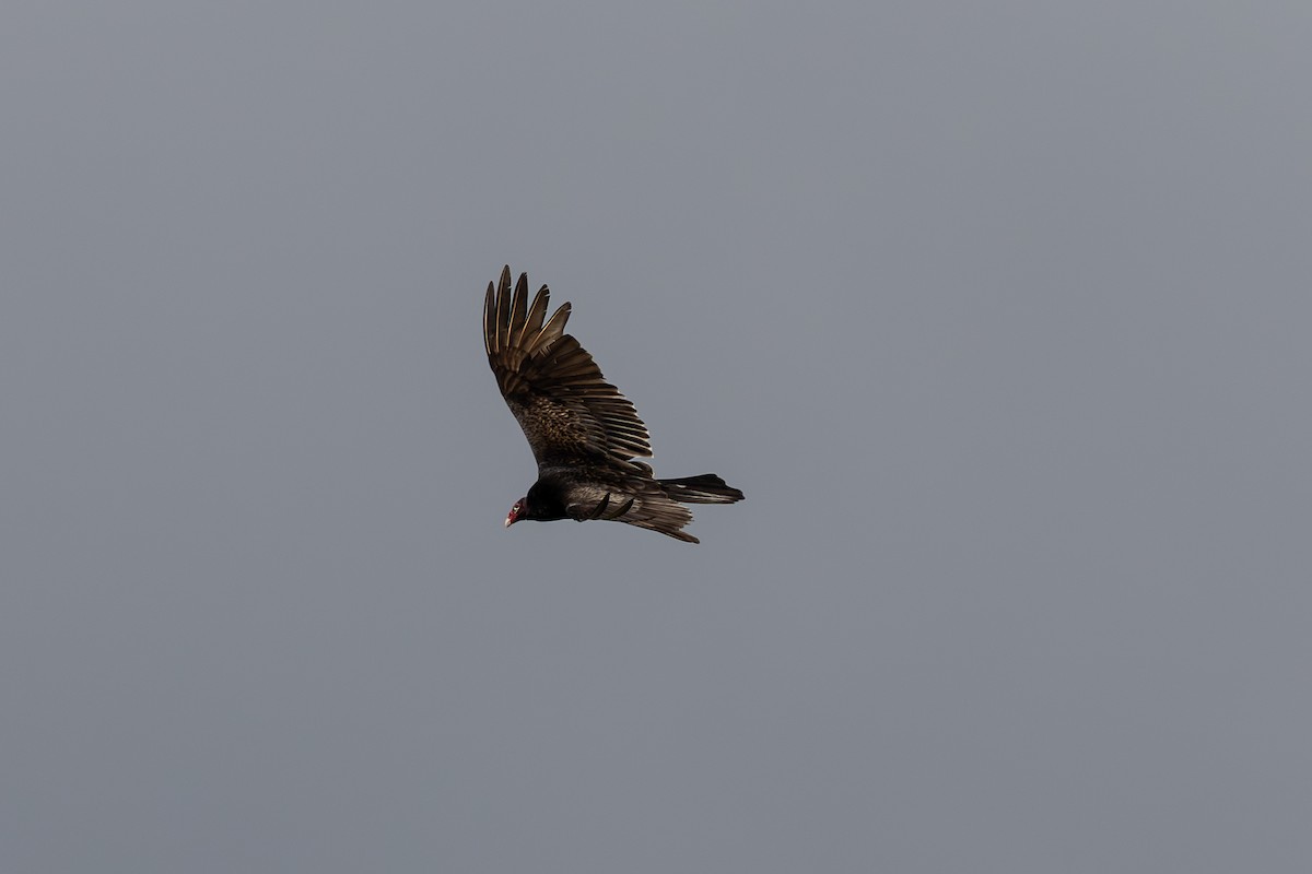 Turkey Vulture (Northern) - ML633631774