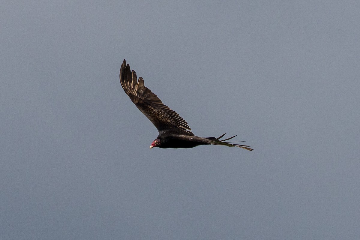 Turkey Vulture (Northern) - ML633631776