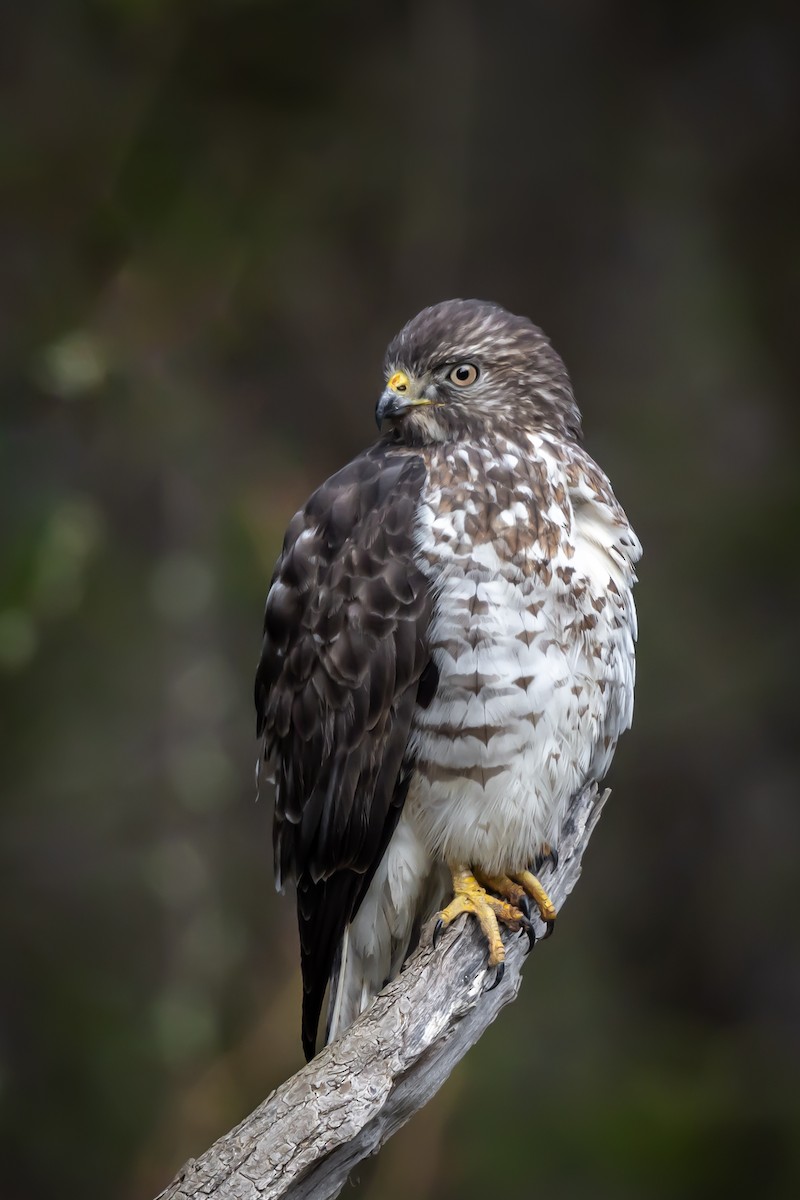 Broad-winged Hawk - ML633631802