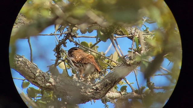 Ferruginous Pygmy-Owl - ML633631847