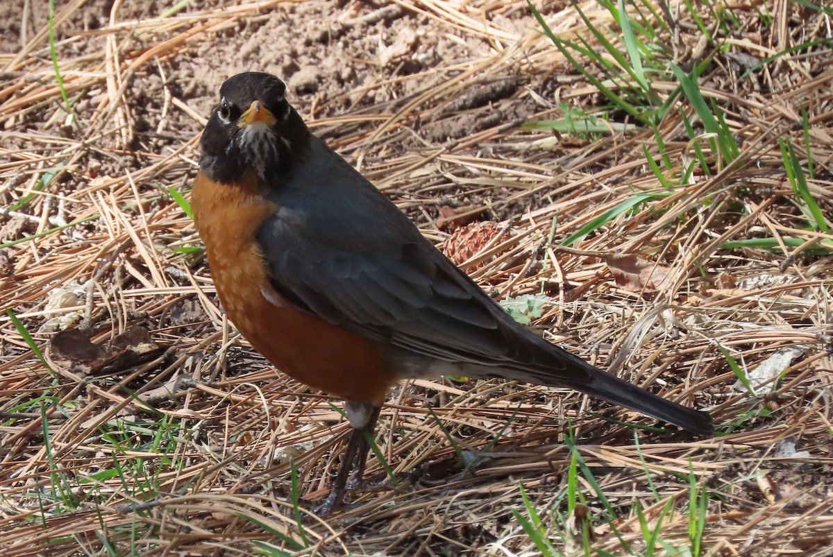 American Robin - ML633631906