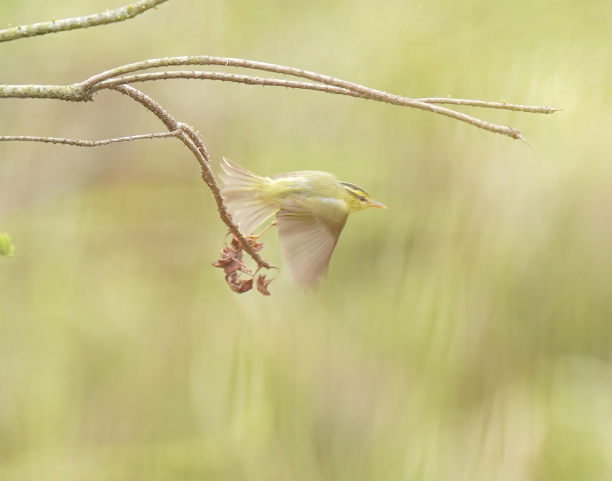 Pouillot de Rickett - ML633631987