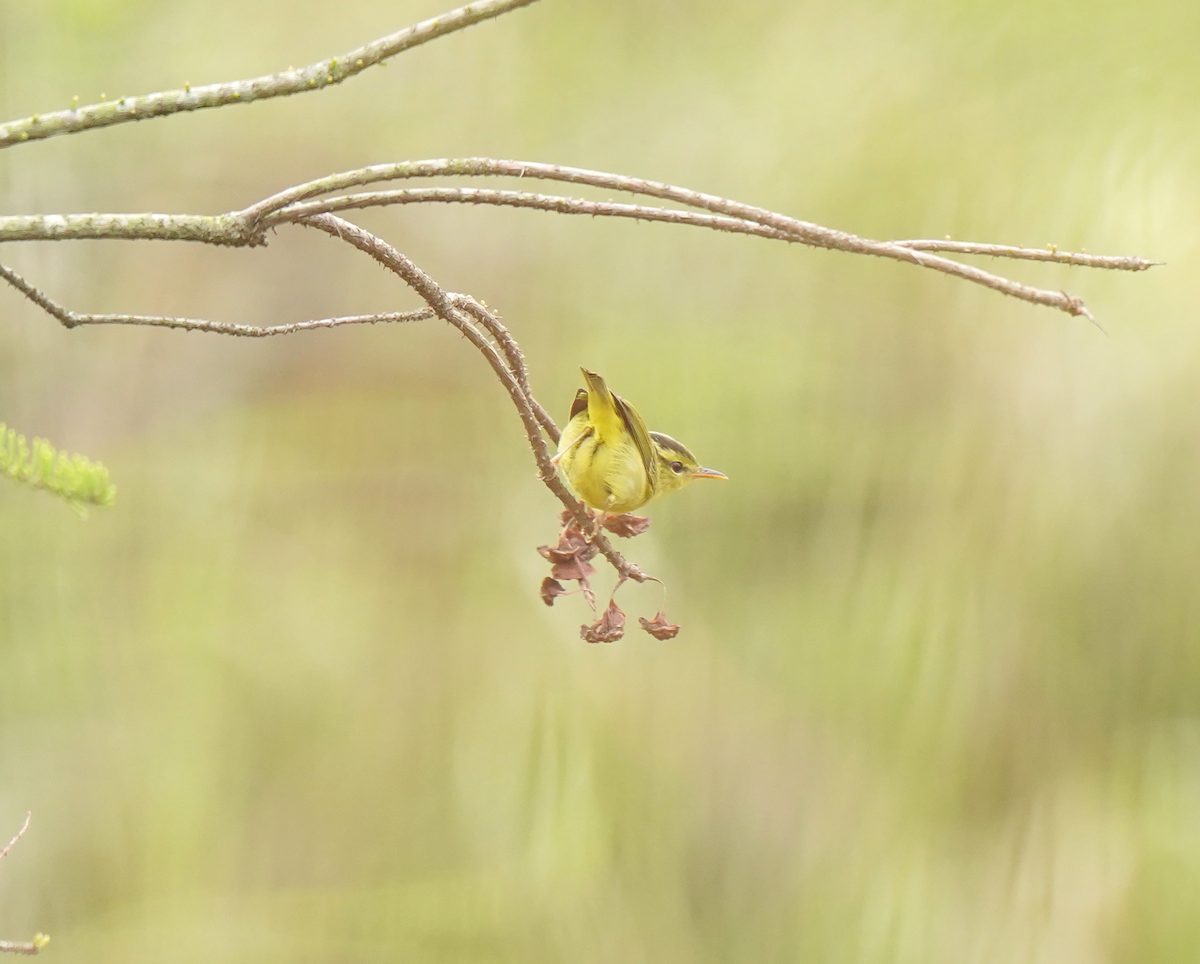 Pouillot de Rickett - ML633631988