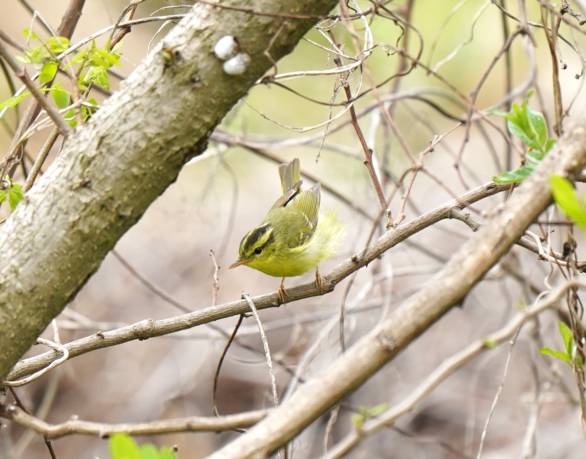 Pouillot de Rickett - ML633631989