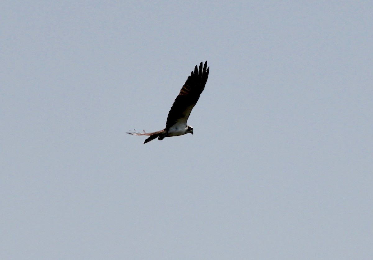 魚鷹 - ML633632270