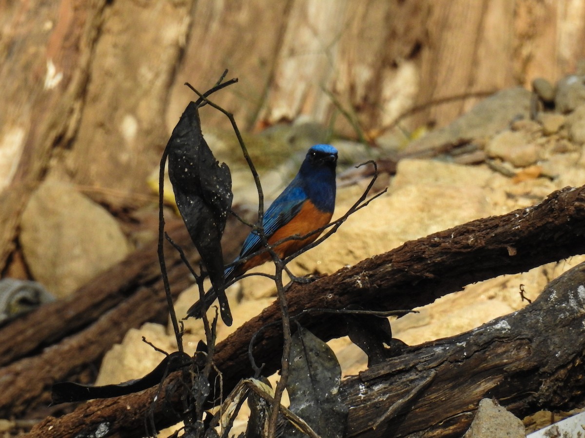 Timor Blue Flycatcher - Pam Rasmussen