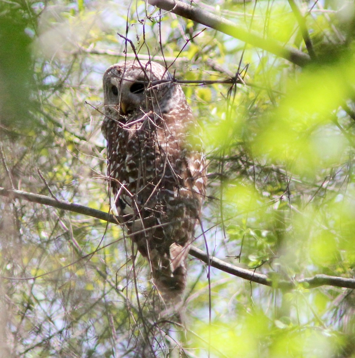 Barred Owl - ML633632345