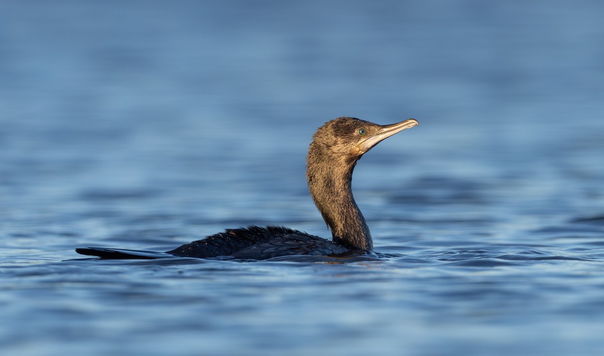Little Black Cormorant - ML633632348
