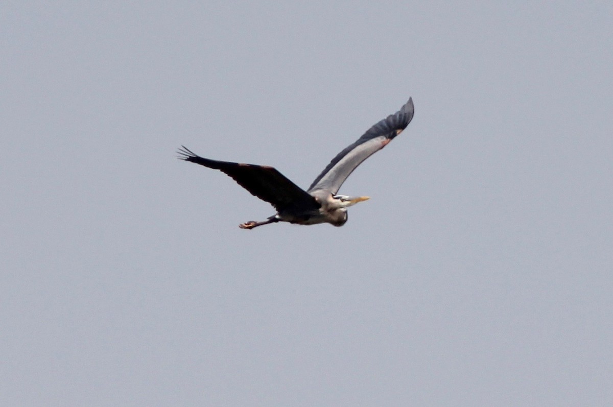 Great Blue Heron - ML633632359
