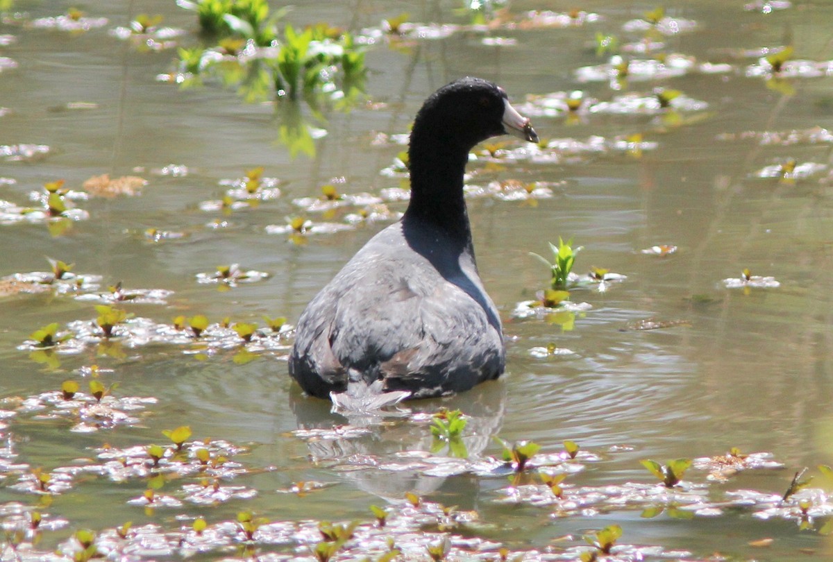 American Coot - ML633632375