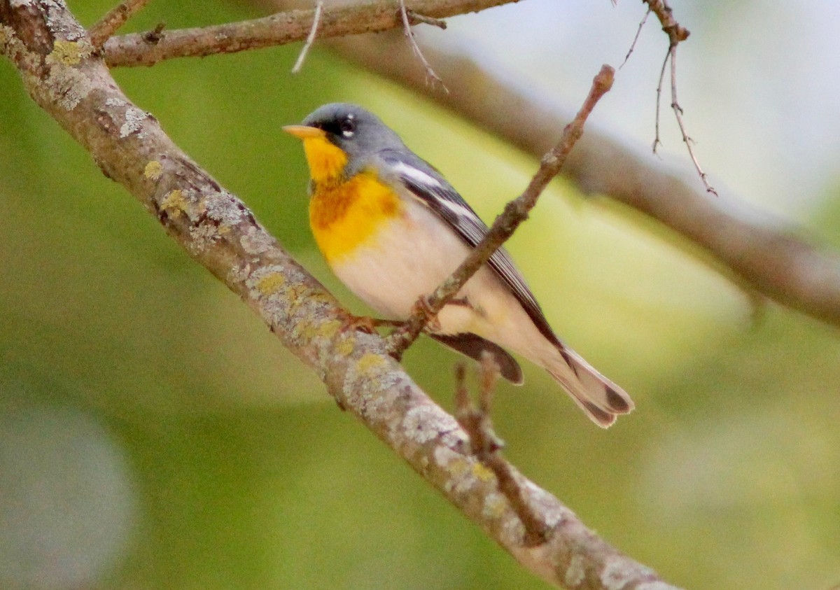 Northern Parula - ML633632390