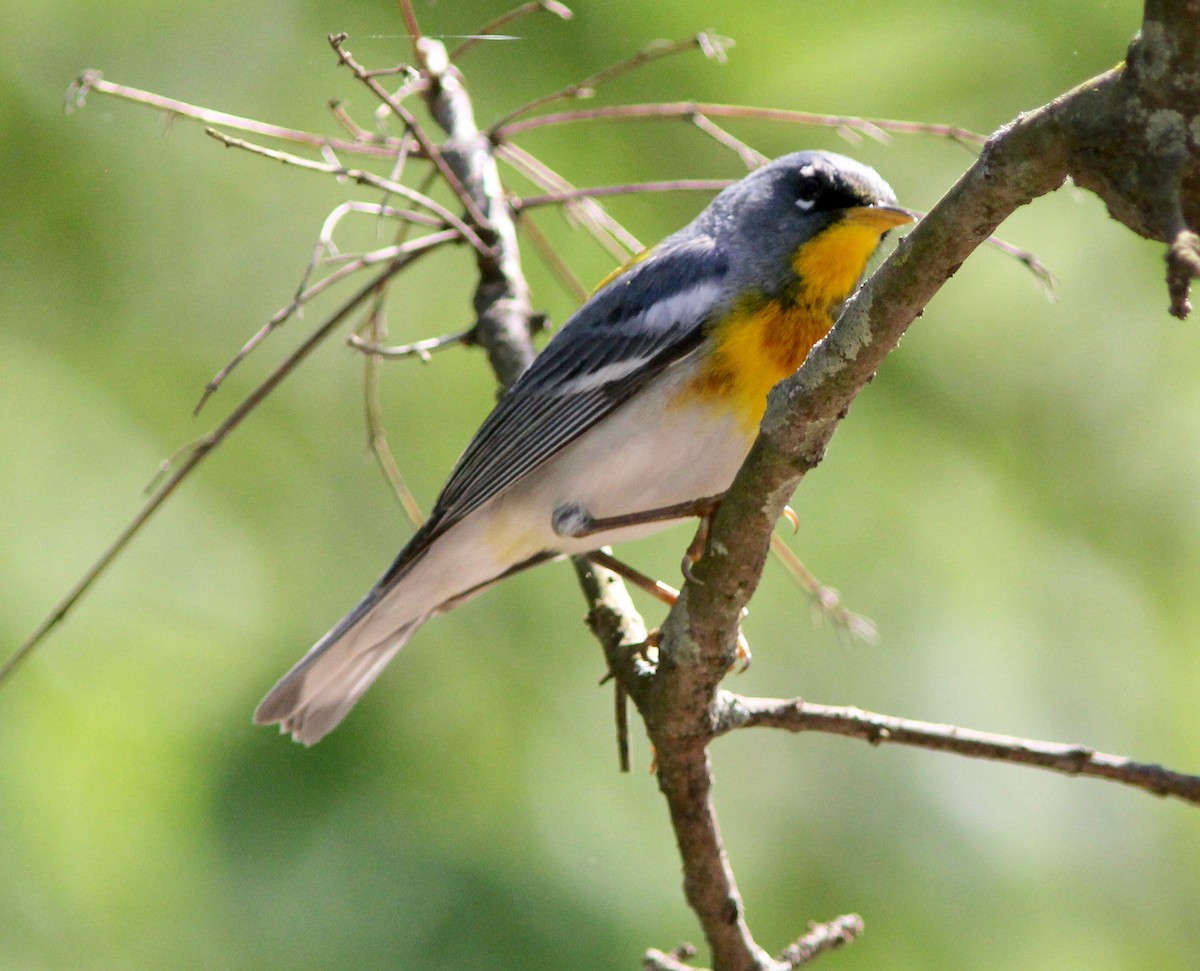 Northern Parula - ML633632391