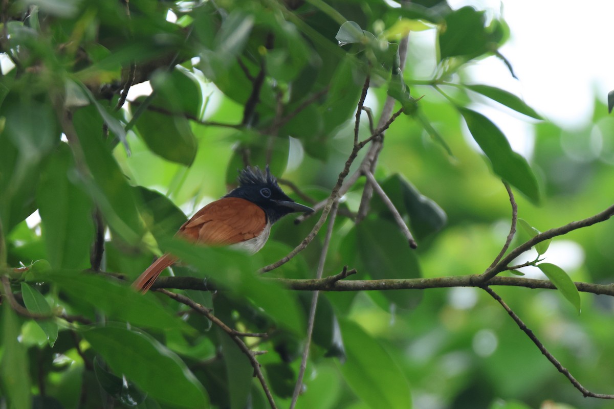 Indian Paradise-Flycatcher - ML633632541