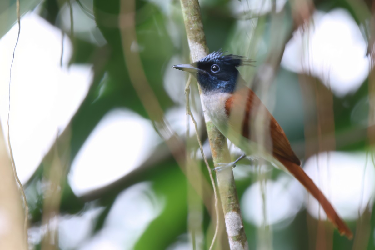 Indian Paradise-Flycatcher - ML633632567