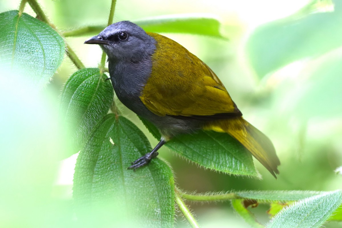 Gray-bellied Bulbul - ML633632655
