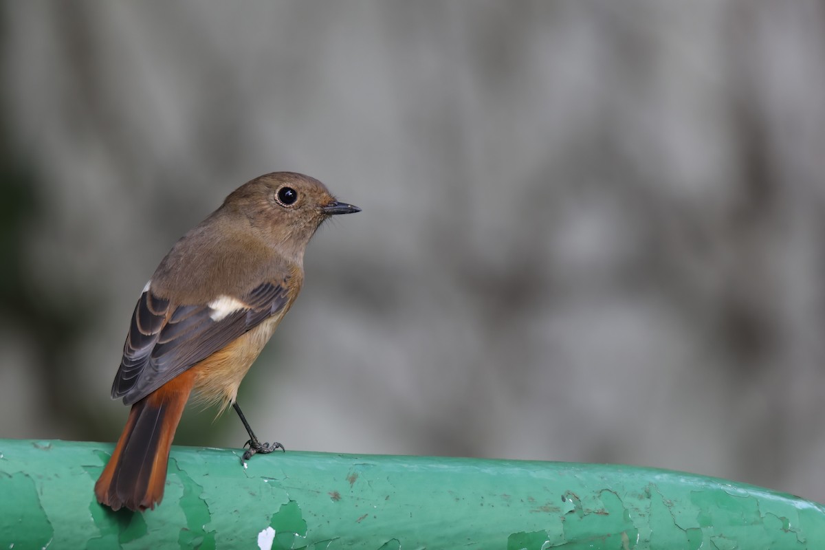 Daurian Redstart - ML633632713