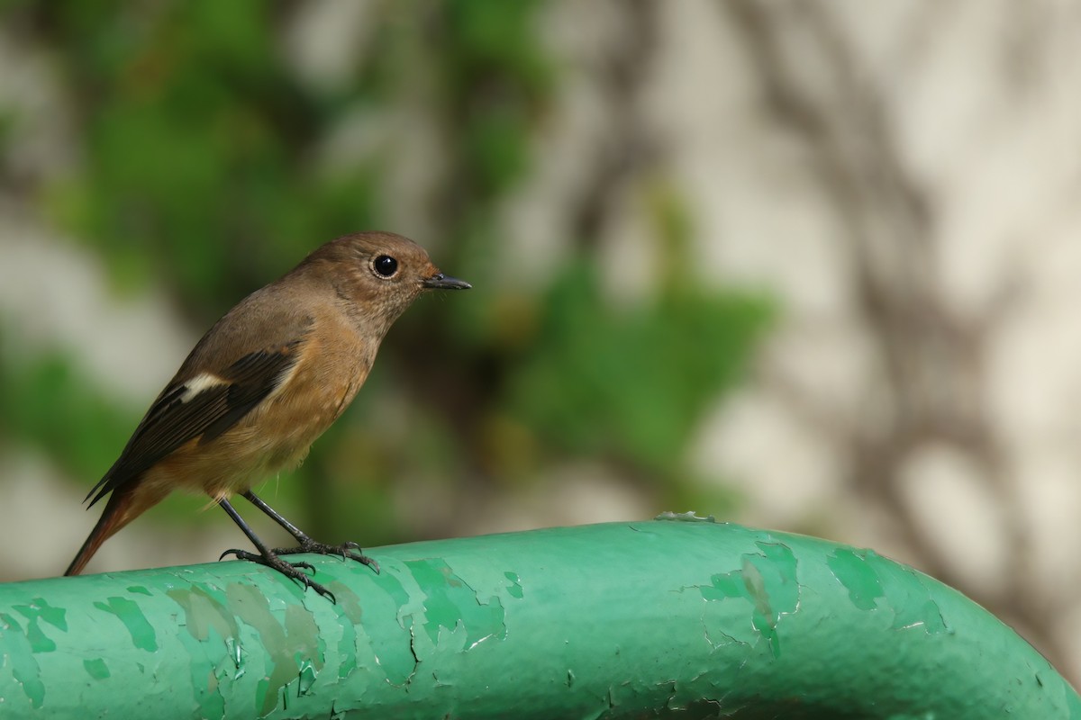 Daurian Redstart - ML633632721