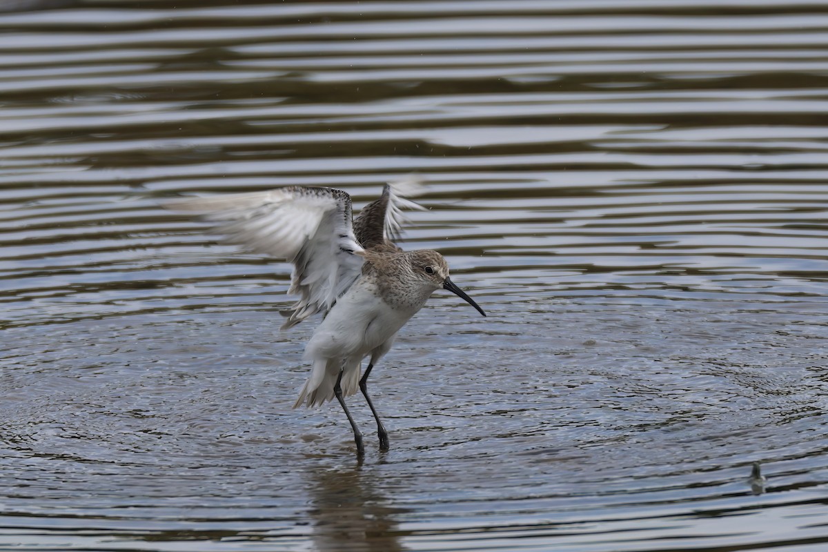 Curlew Sandpiper - ML633632829