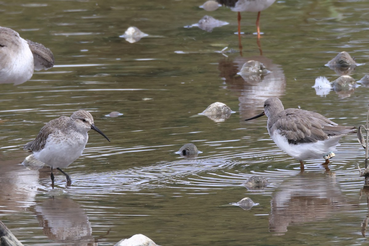 Curlew Sandpiper - ML633632830