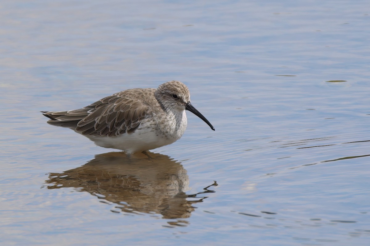 Curlew Sandpiper - ML633632833