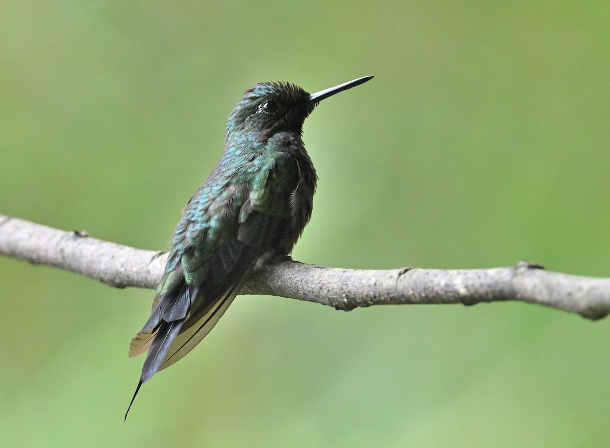 Black-bellied Hummingbird - ML633632904